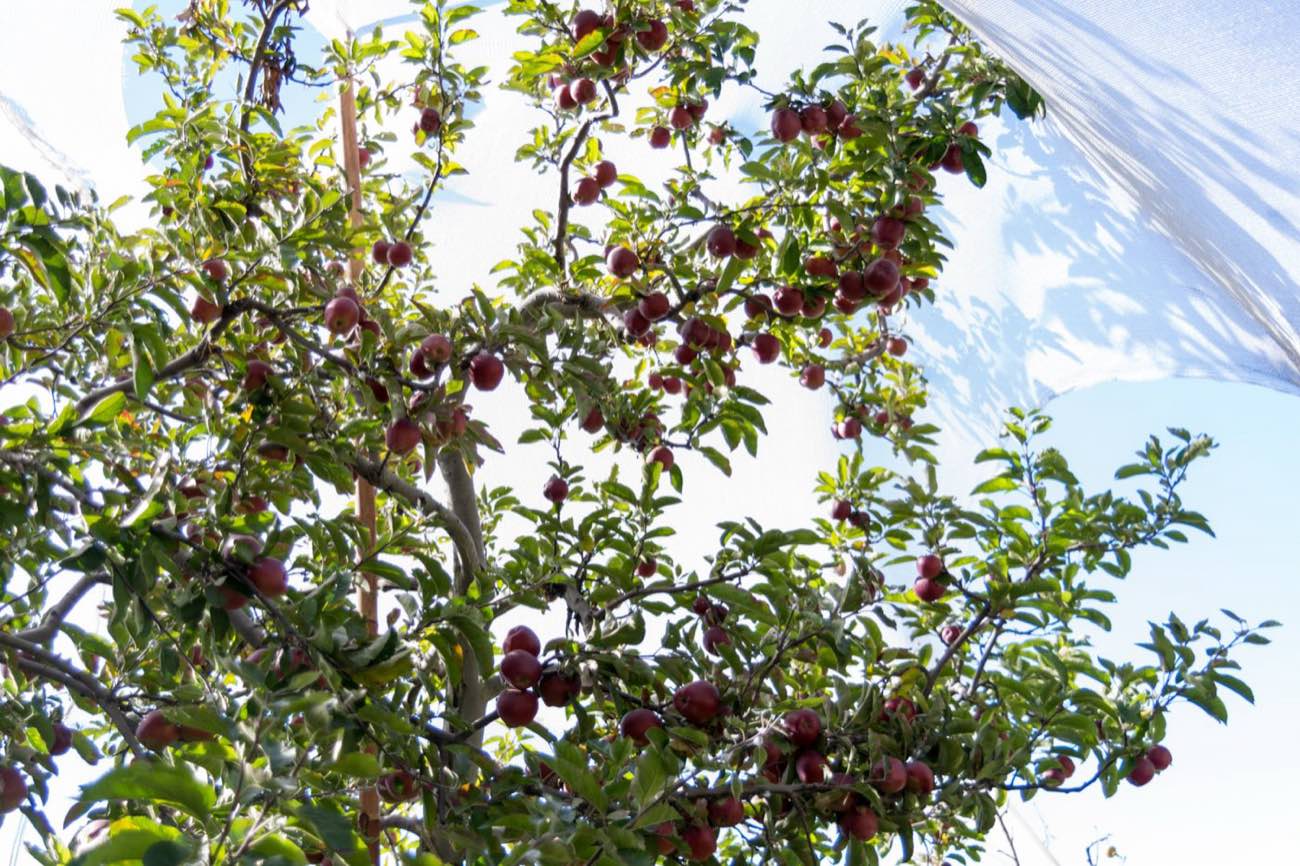 The Old Manor Heritage Stay — The Orchard, photo 5 of 7