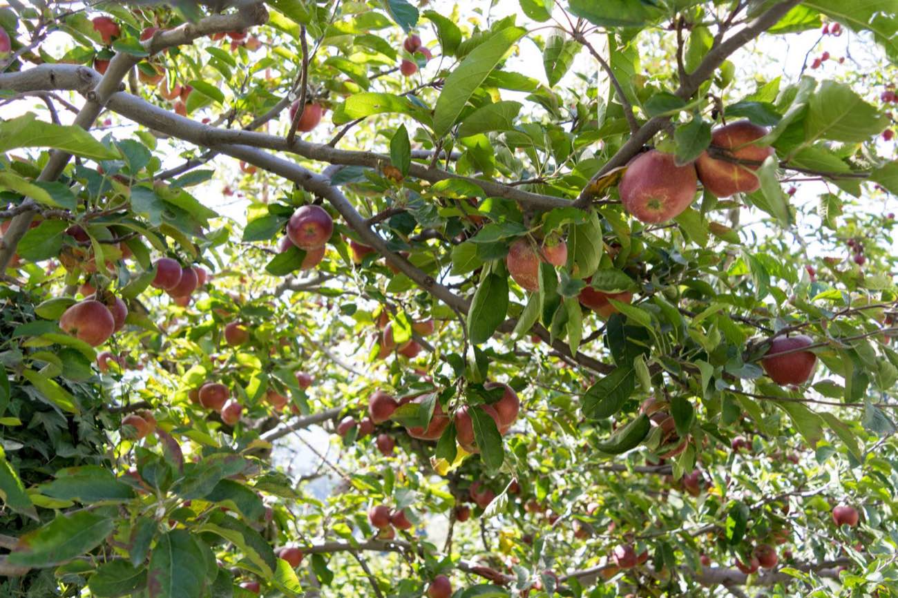 The Old Manor Heritage Stay — The Orchard, photo 6 of 7