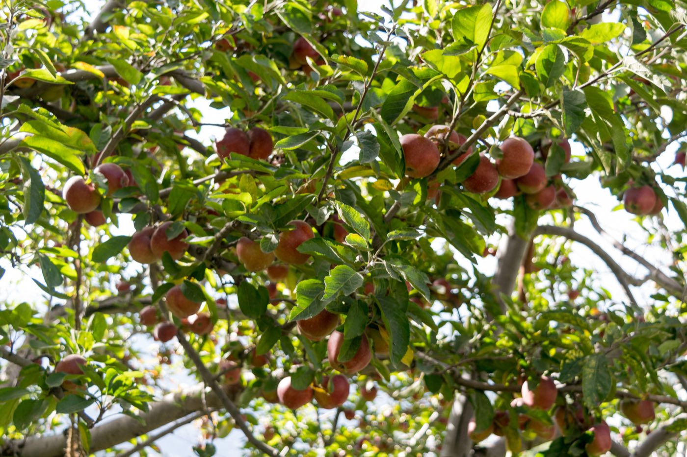 Apple Harvest Weekend